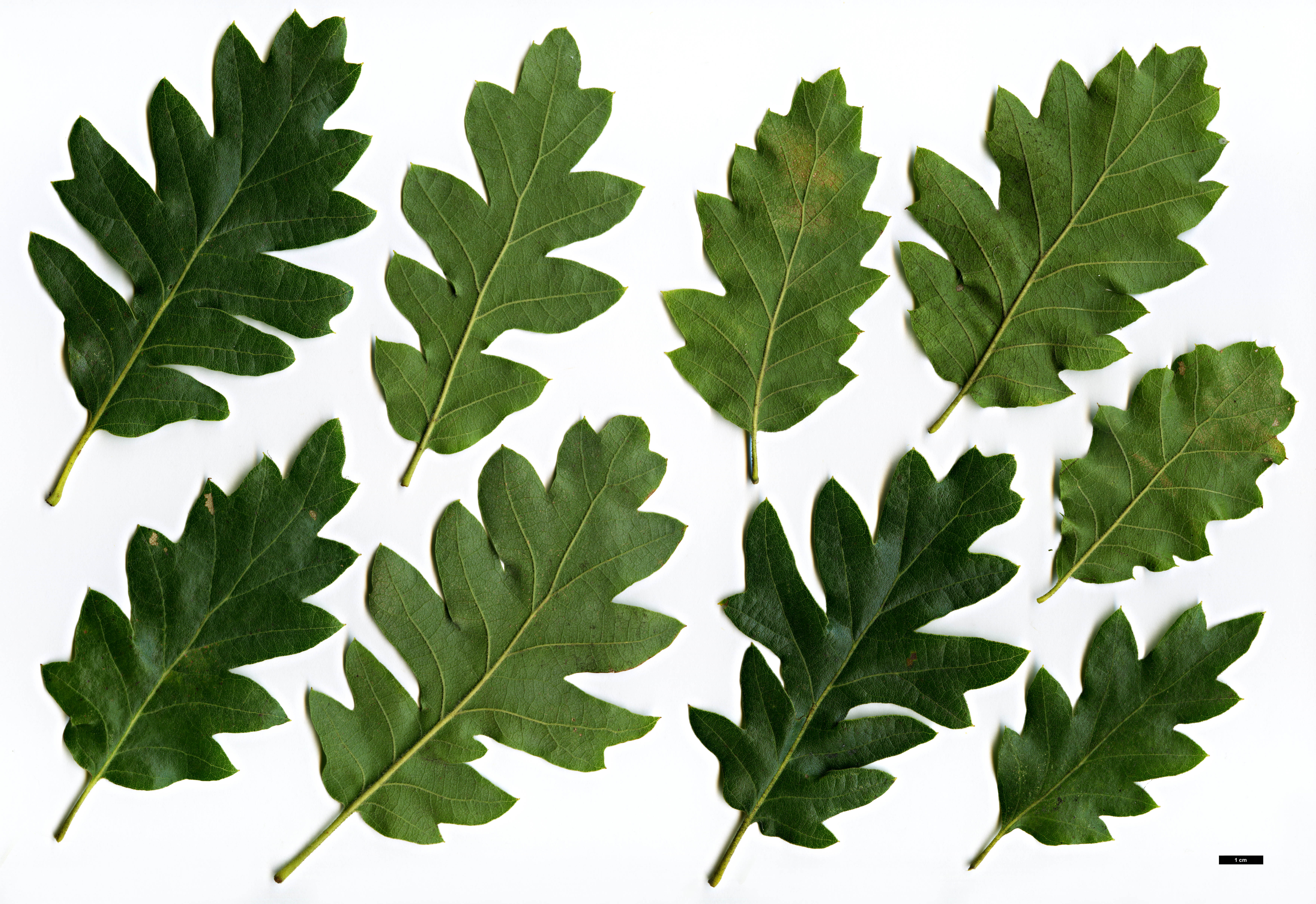 High resolution image: Family: Fagaceae - Genus: Quercus - Taxon: cerris × Q.macrolepis